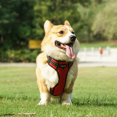購入 防水ハイヴィス ハーネス 犬用 LEDライトアップ 犬用 ハーネス XS-XL オンライン製造