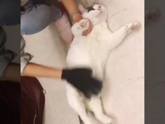 小型 中型 大型 ペットの脱毛剤 ミット 脱毛犬 整形 手袋 浴