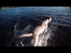 犬の噛むおもちゃ ETPU ペット用おもちゃとアクセサリーのための 固体ボールインタラクティブ